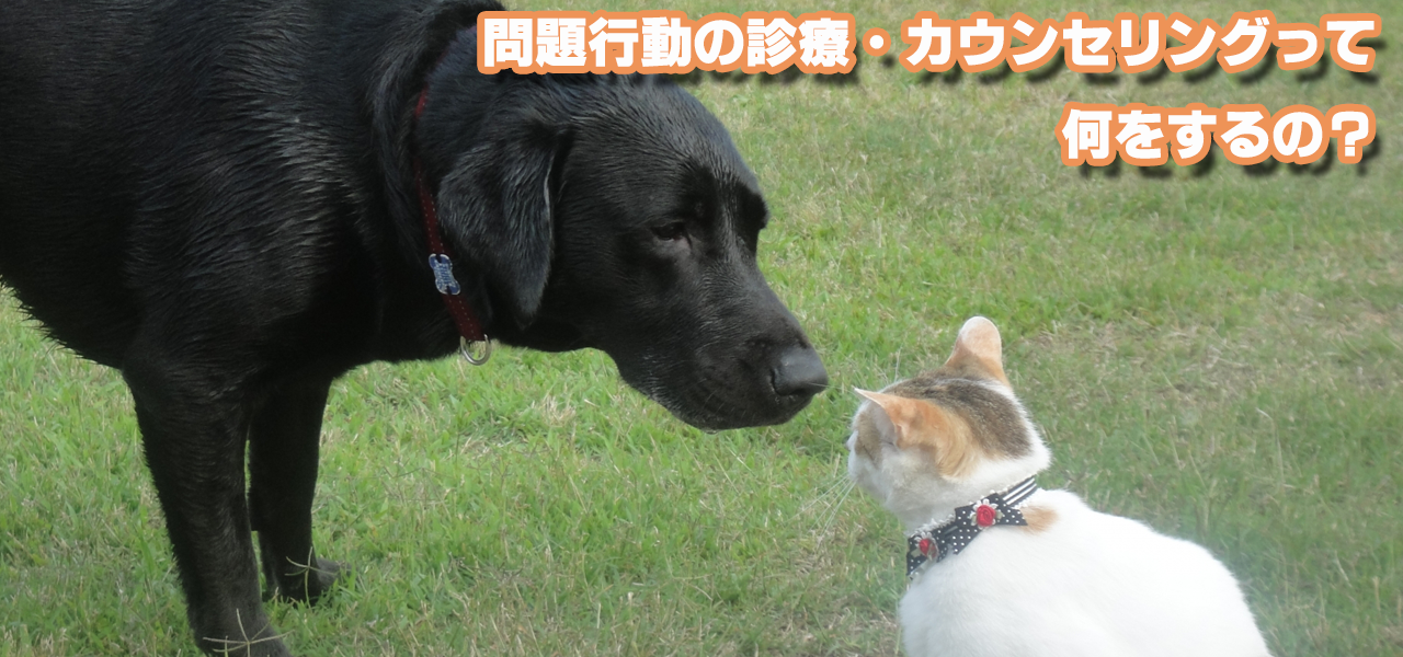 ハーモニーいぬねこ行動クリニック~犬・猫の問題行動の診療 ハーモニーいぬねこ行動クリニック~犬・猫の問題行動の診療